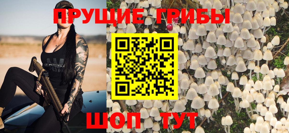 Псилоцибиновые грибы мицелий  Будённовск  Псилоцибиновые грибы Psilocybe 